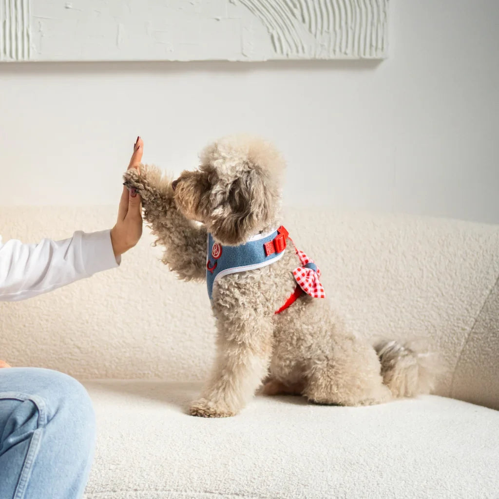 Beztlakový postroj pro psa – jeansový