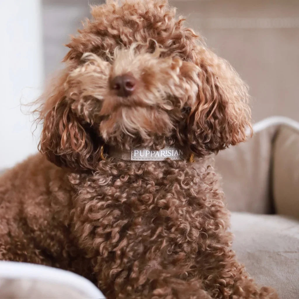 Sametový obojek s motýlkem pro psa – béžový