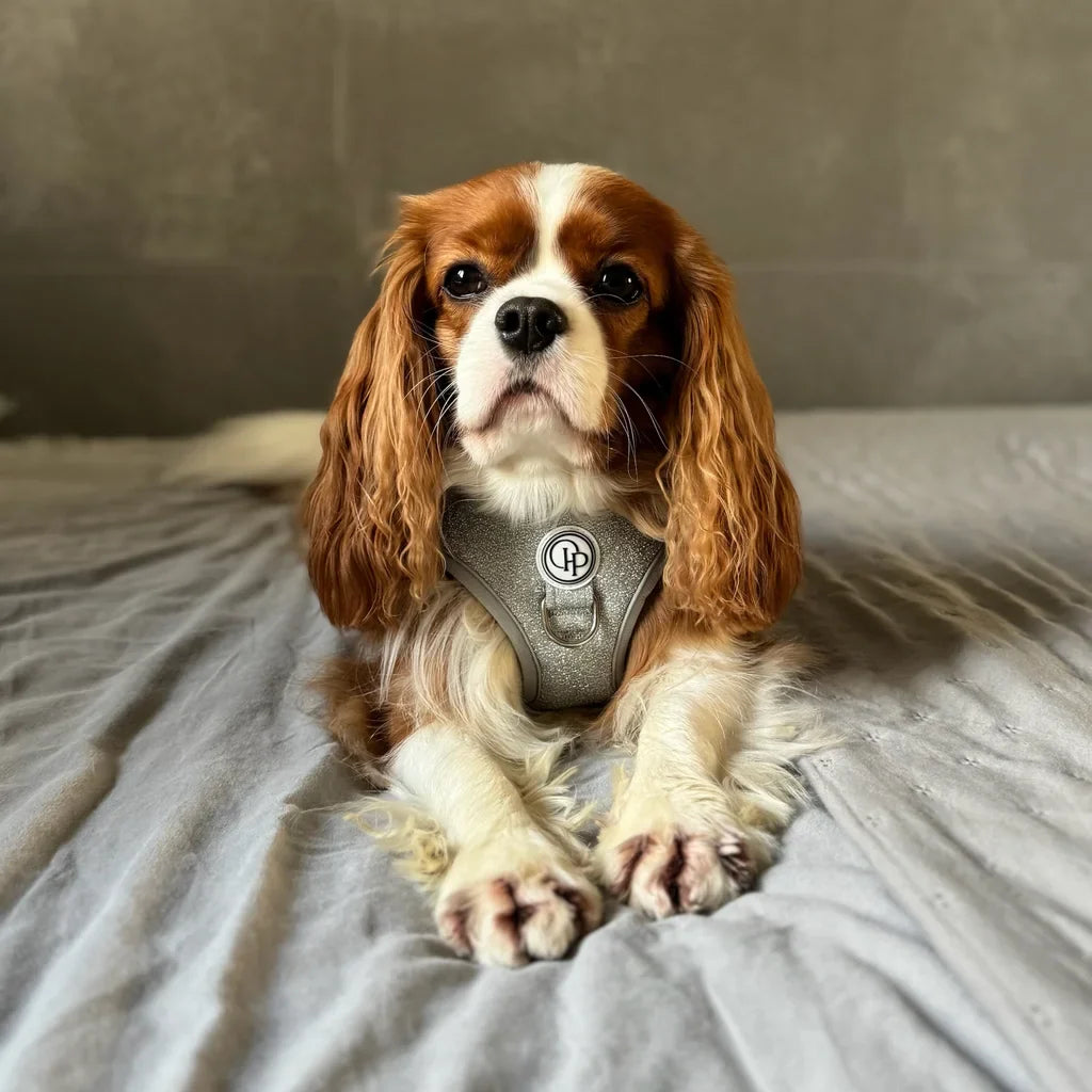 Beztlakový postroj pro psa – stříbrný lesklý