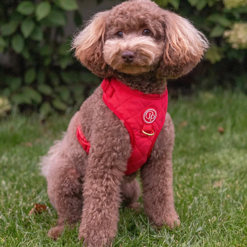Sametový beztlakový postroj pro psa 2.0 – červený