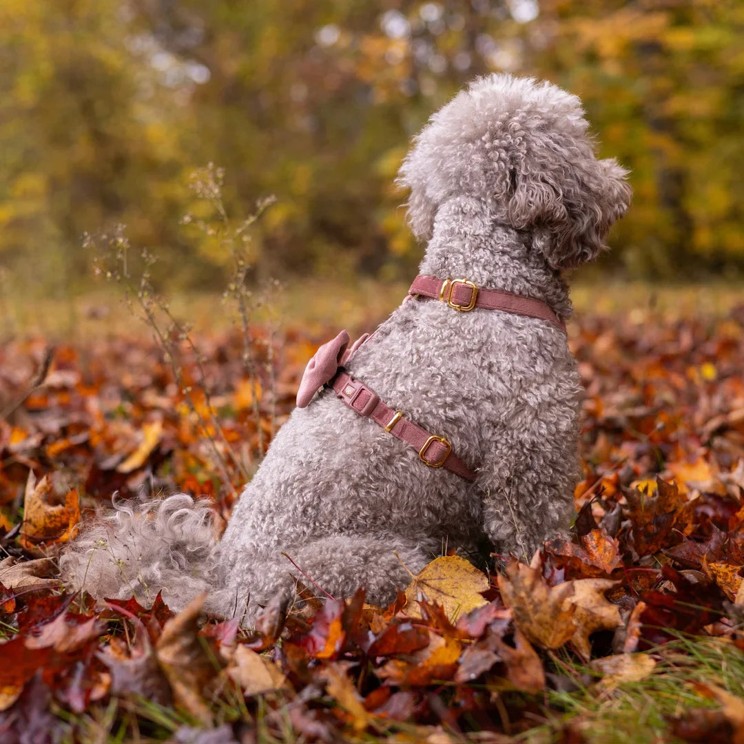 Welurowe szelki guard dla psa z kokardą 2.0 - ceglasty róż