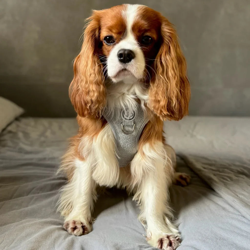 Beztlakový postroj pro psa – stříbrný lesklý