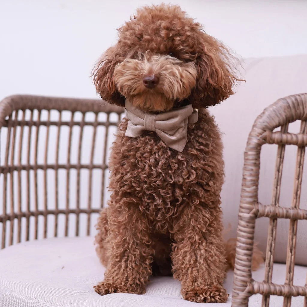 Sametový obojek s motýlkem pro psa – béžový