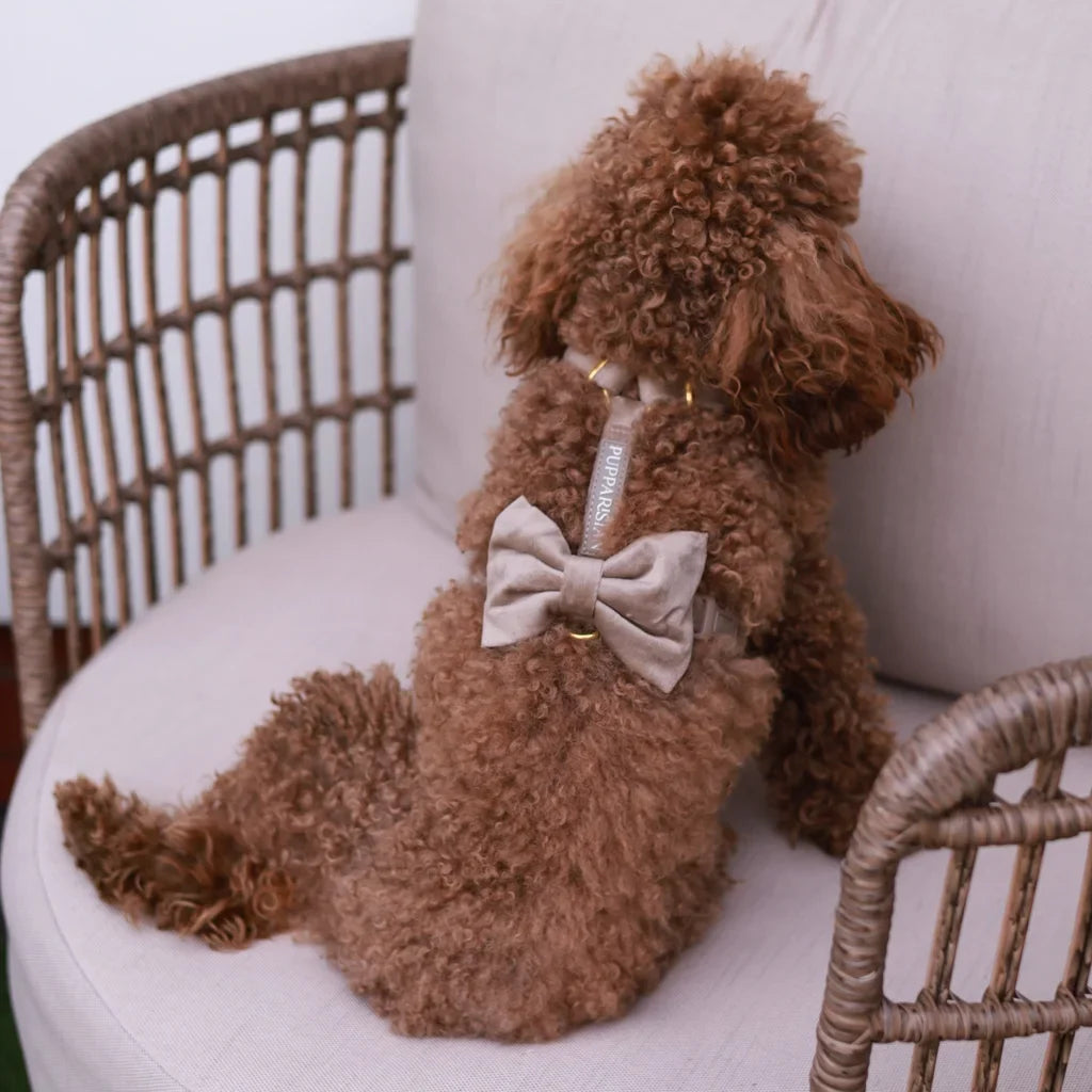 Sametový postroj typu guard pro psa s mašlí – béžový