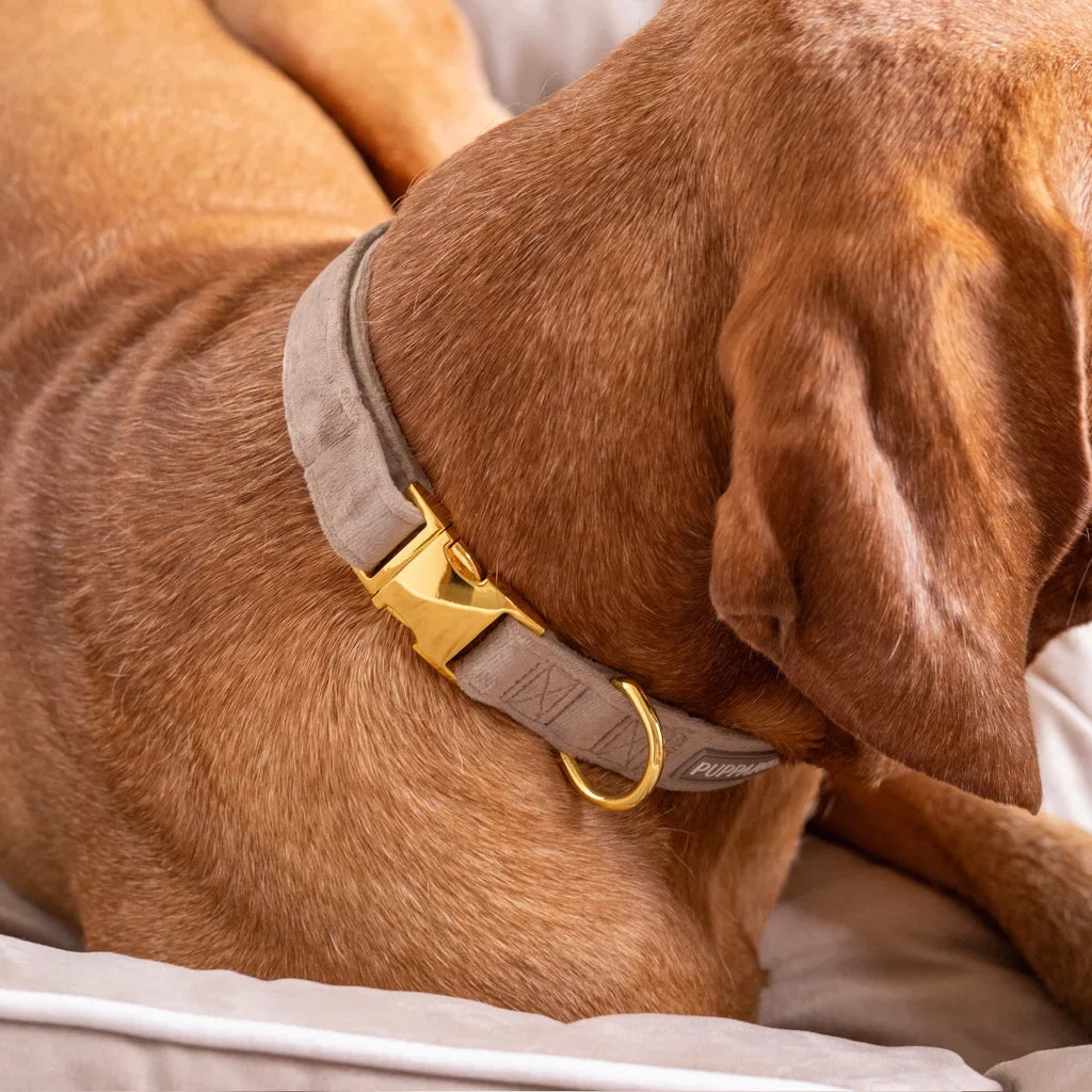 Sametový obojek s motýlkem pro psa – béžový