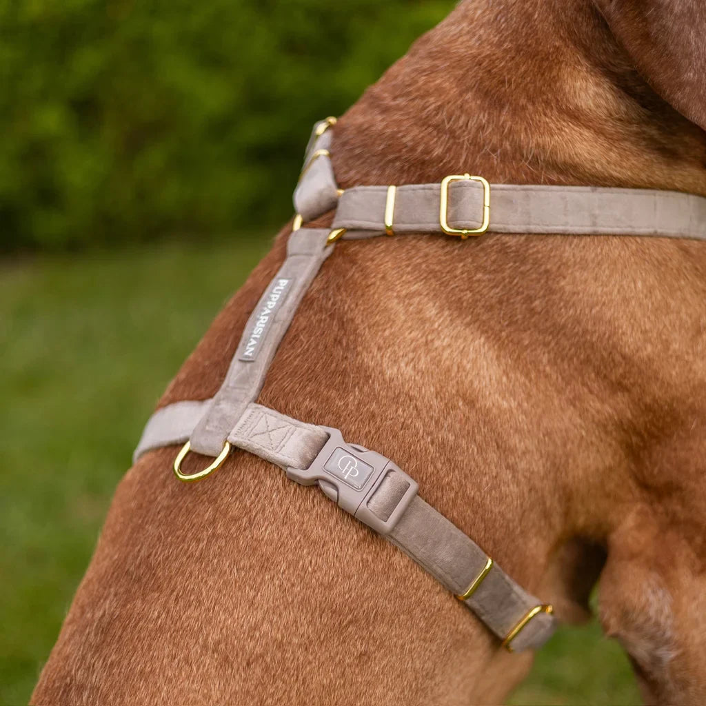 Sametový postroj typu guard pro psa – béžový