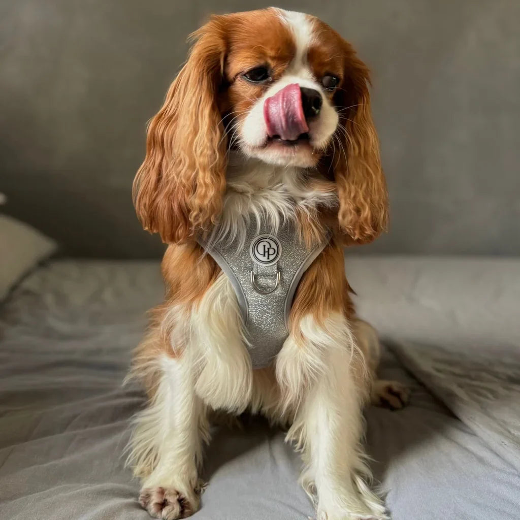 Beztlakový postroj pro psa – stříbrný lesklý