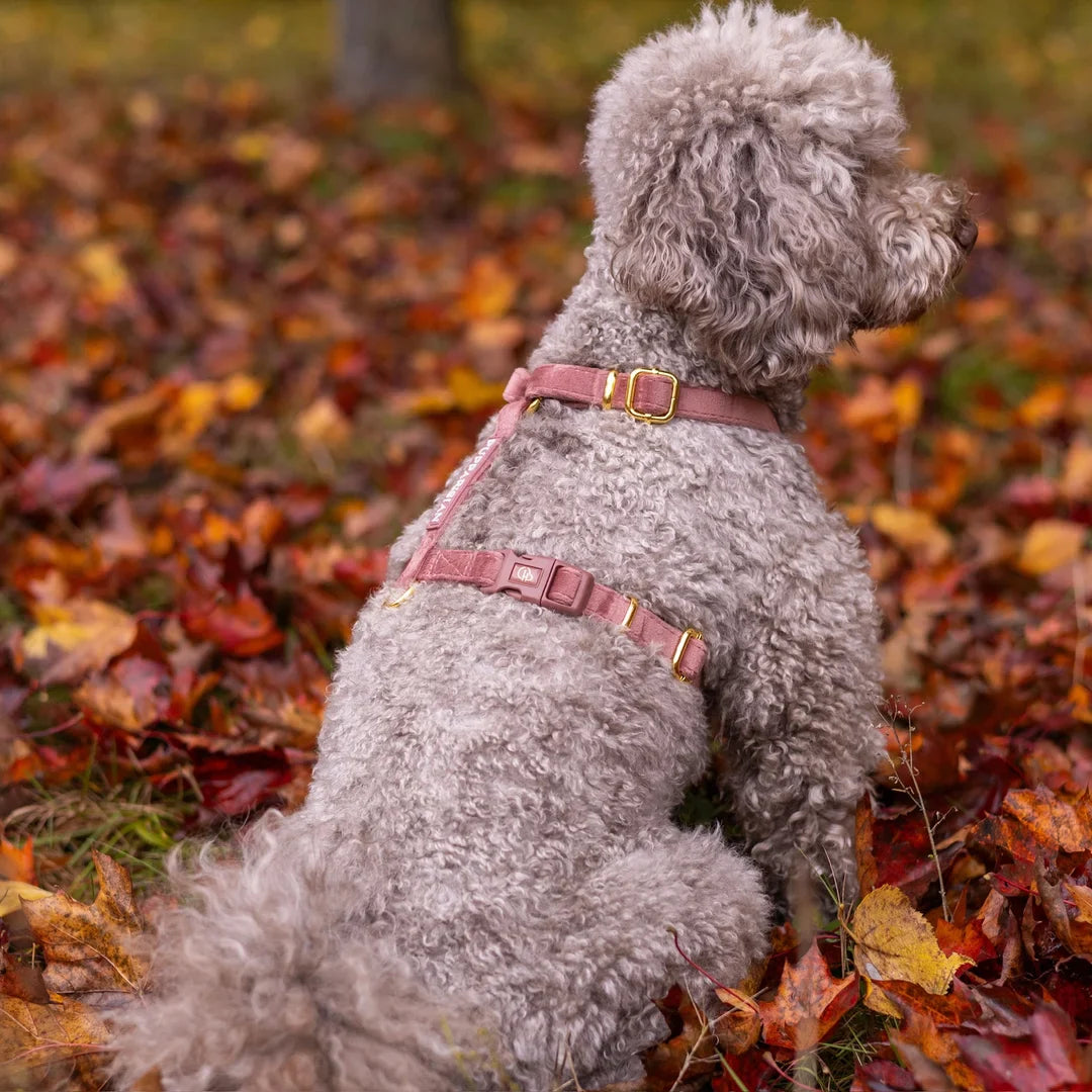 Welurowe szelki guard dla psa z kokardą 2.0 - ceglasty róż