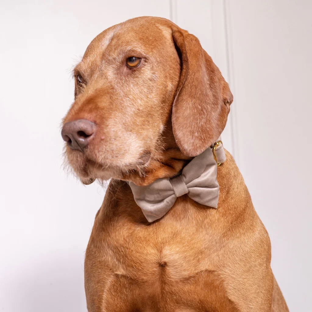 Sametový obojek pro psa – béžový