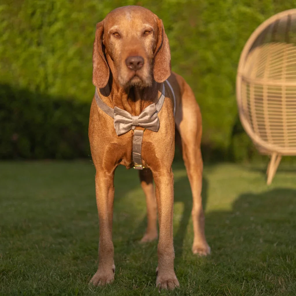 Sametový postroj typu guard pro psa s mašlí – béžový
