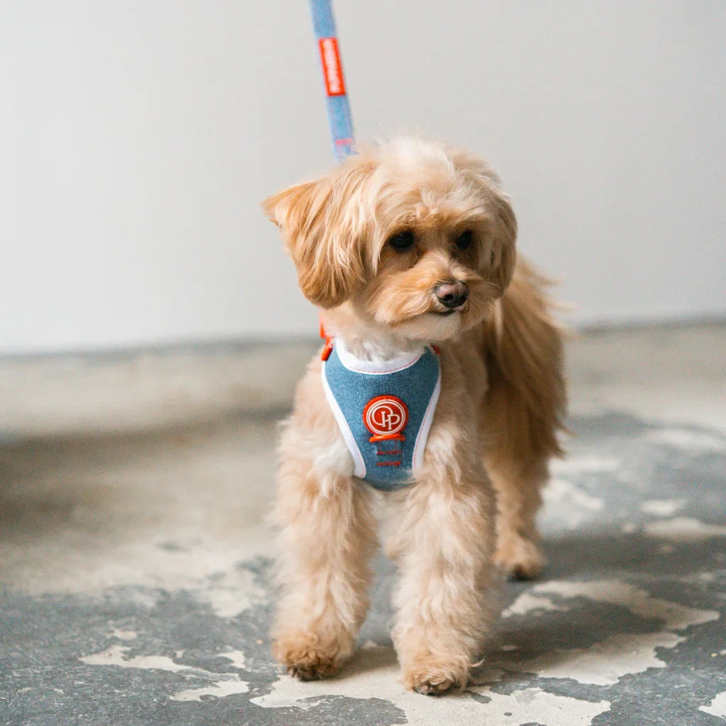 Beztlakový postroj pro psa – jeansový