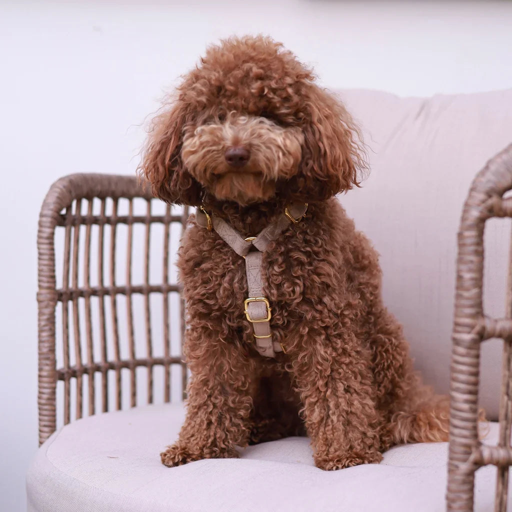 Sametový postroj typu guard pro psa – béžový