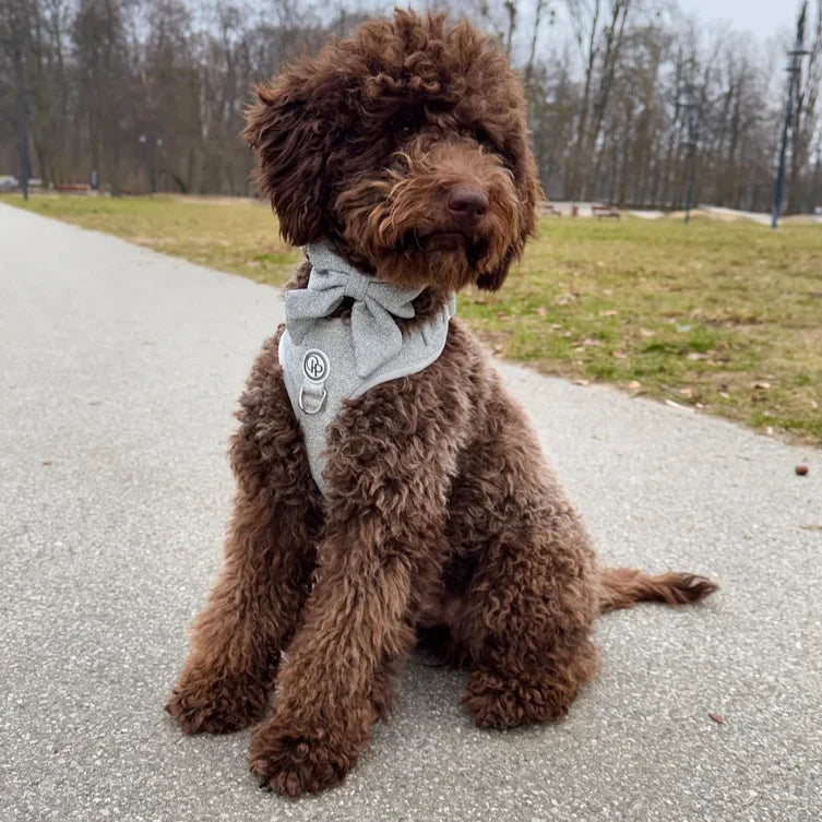 Beztlakový postroj pro psa – stříbrný lesklý