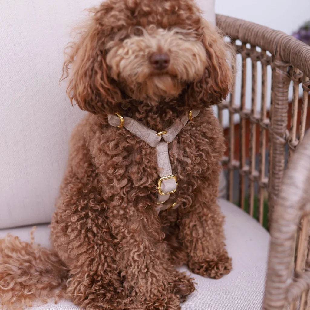 Sametový postroj typu guard pro psa s mašlí – béžový