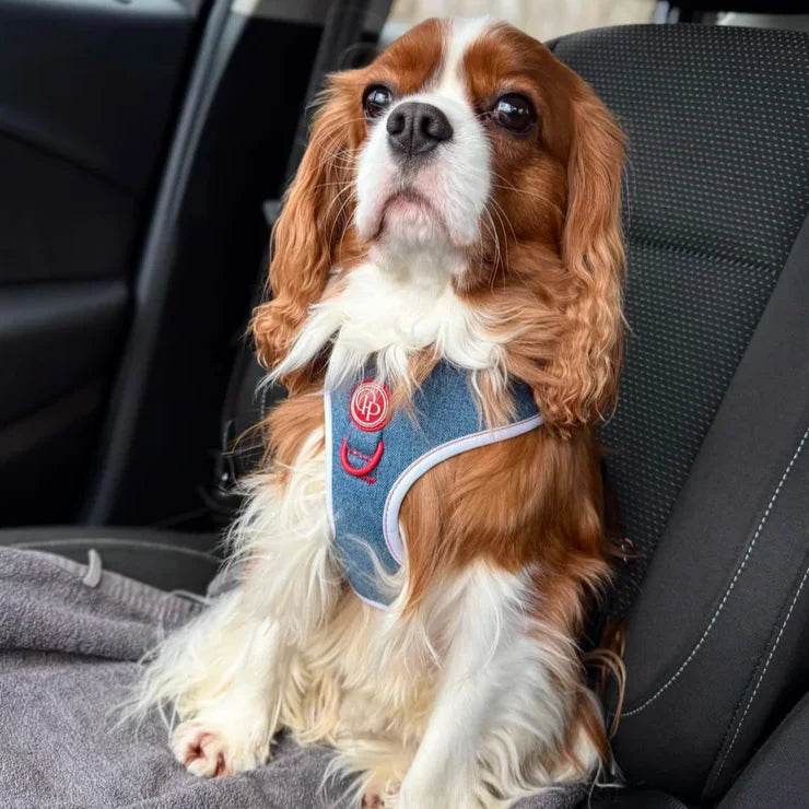 Beztlakový postroj pro psa – jeansový