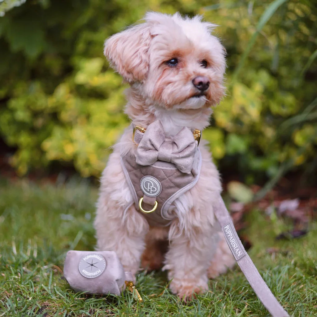 Sametový motýlek pro psa – béžový