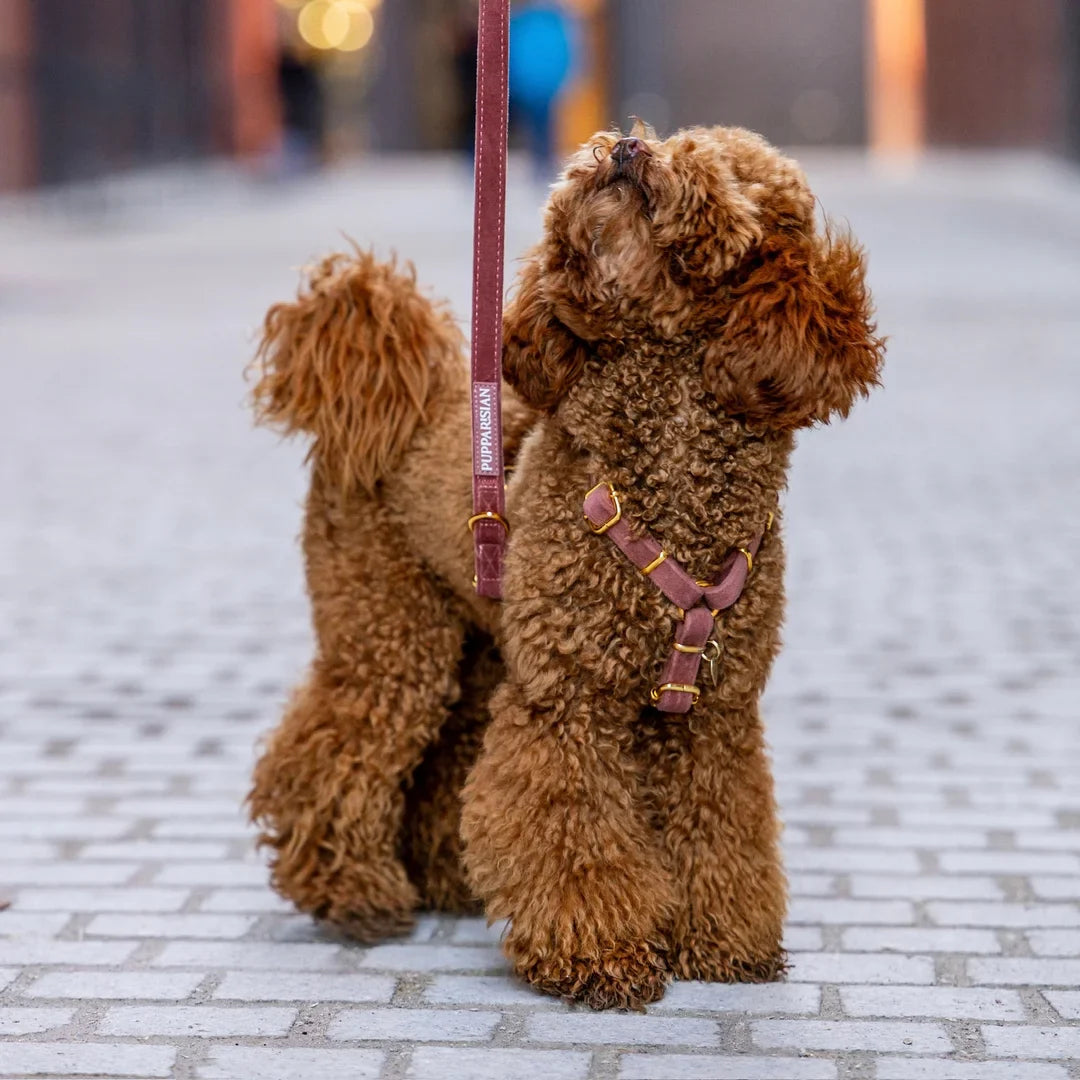 Welurowe szelki guard dla psa z kokardą 2.0 - ceglasty róż