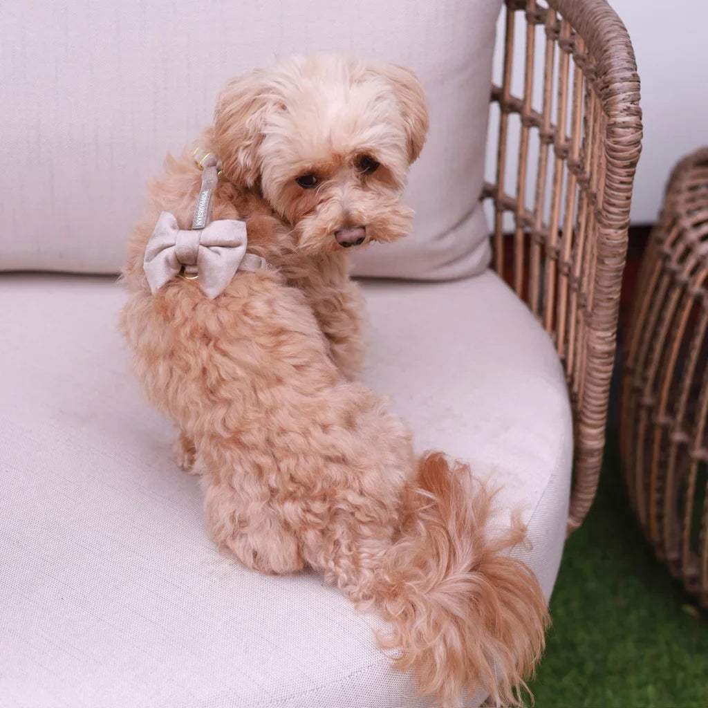 Sametový postroj typu guard pro psa s mašlí – béžový