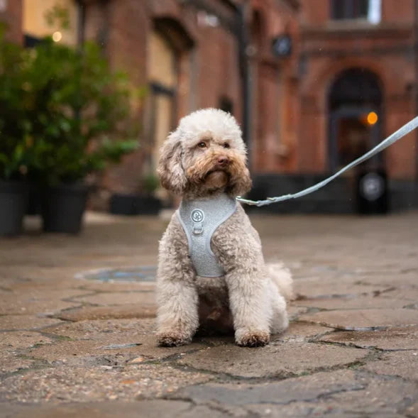 Beztlakový postroj pro psa – stříbrný lesklý