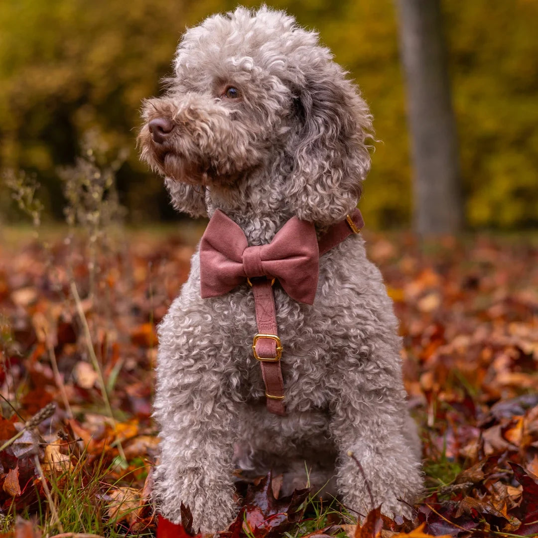 Welurowe szelki guard dla psa z kokardą 2.0 - ceglasty róż