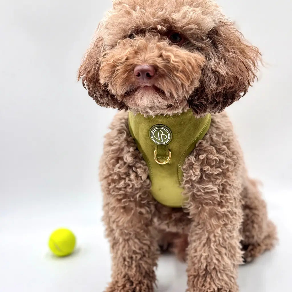 Sametový beztlakový postroj pro psa – olivově zelený