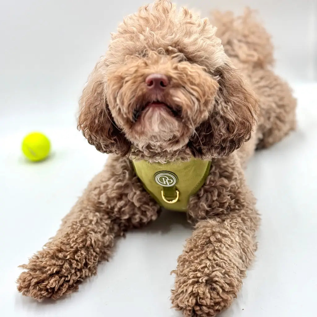 Sametový beztlakový postroj pro psa – olivově zelený