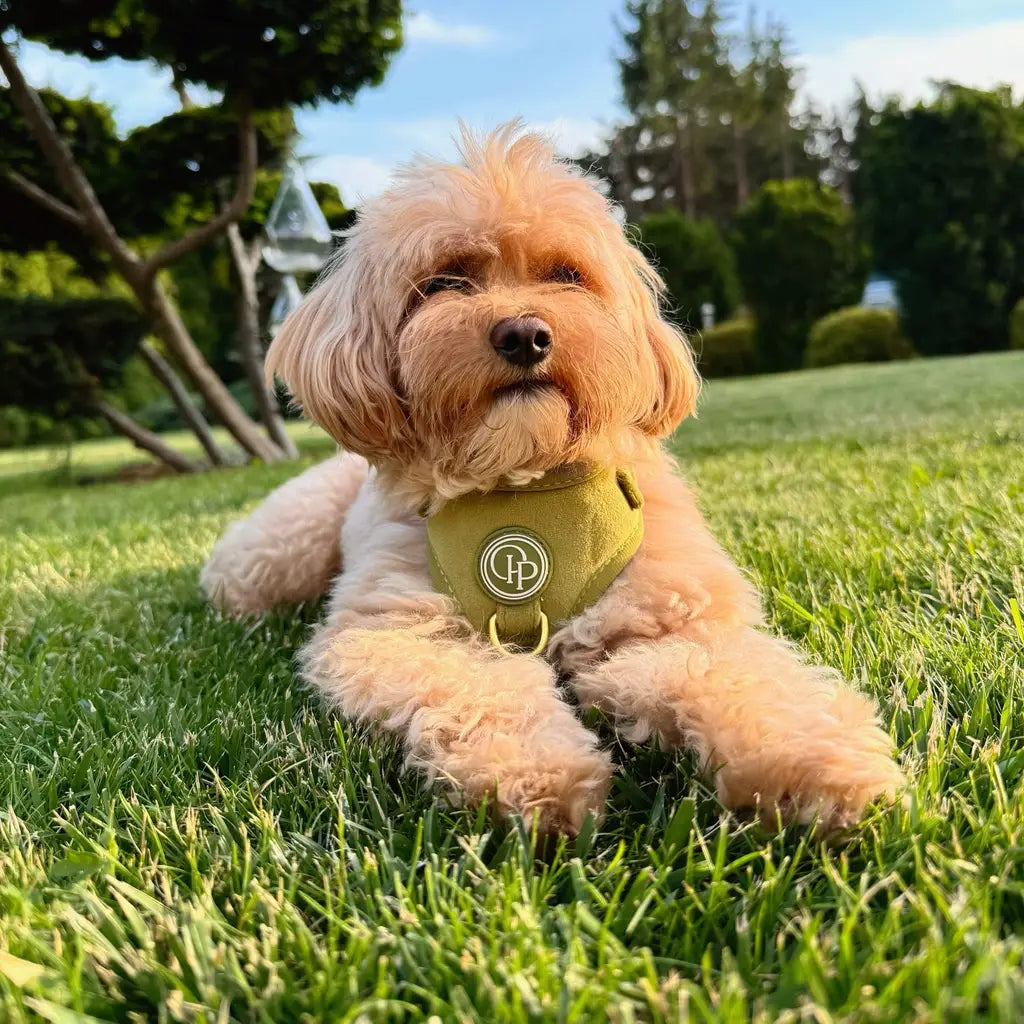 Sametový beztlakový postroj pro psa – olivově zelený