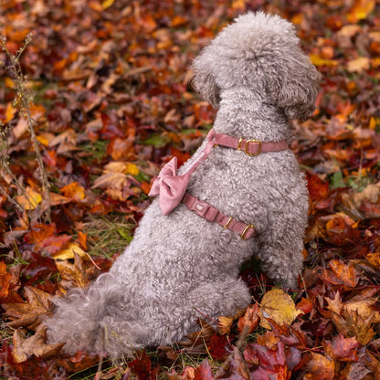 Welurowe szelki guard dla psa z kokardą 2.0 - ceglasty róż