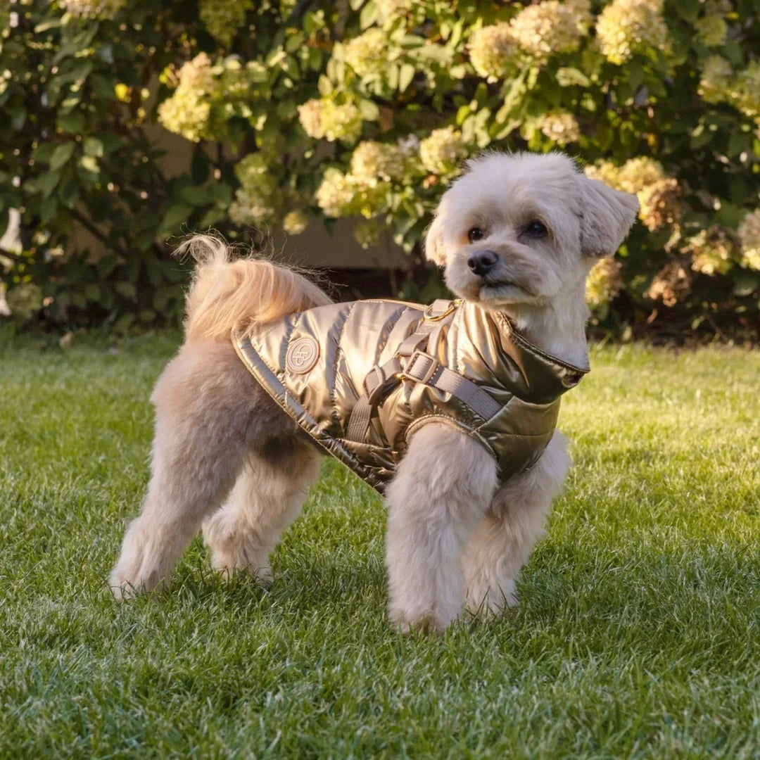Kurtka dla psa zimowa 2w1 ocieplana wodoodporna - Złota