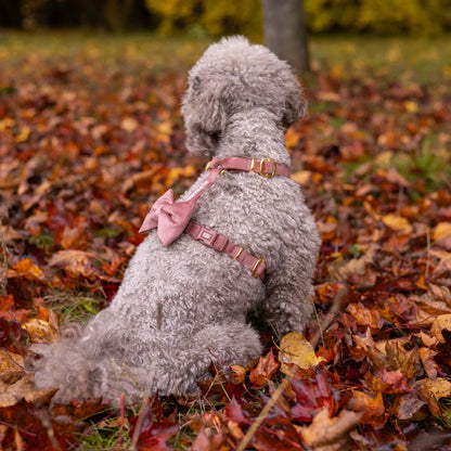 Welurowe szelki guard dla psa z kokardą 2.0 - ceglasty róż