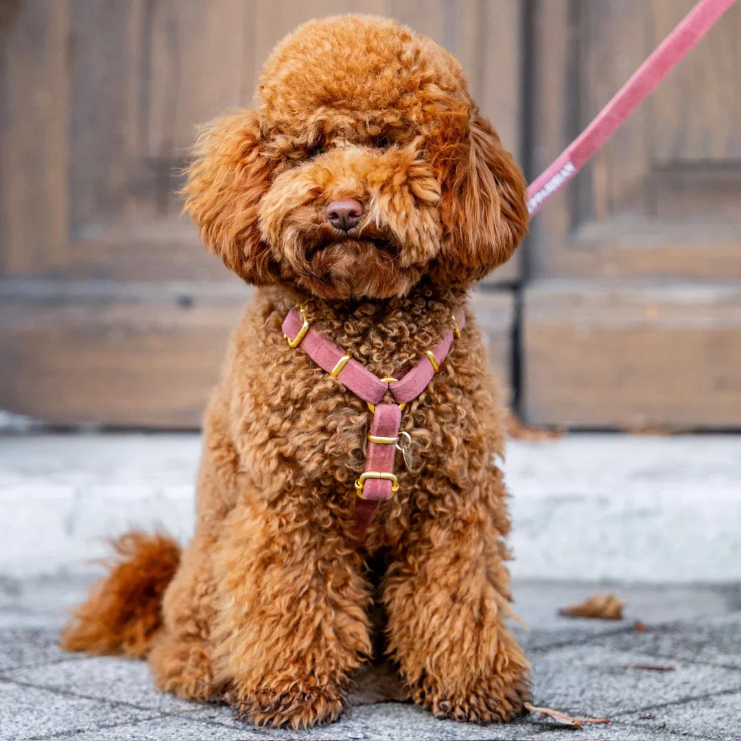 Welurowe szelki guard dla psa 2.0 - ceglasty róż