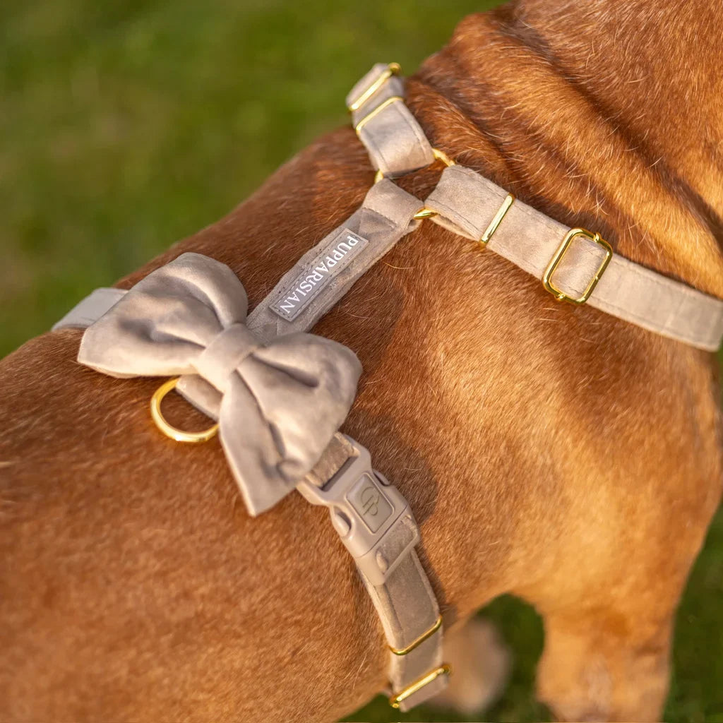 Sametový postroj typu guard pro psa s mašlí – béžový