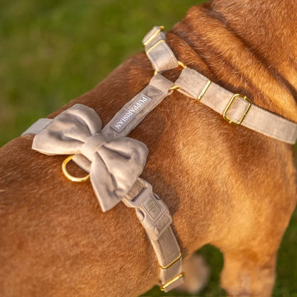 Sametový postroj typu guard pro psa s mašlí – béžový
