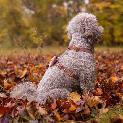 Welurowe szelki guard dla psa z kokardą 2.0 - ceglasty róż
