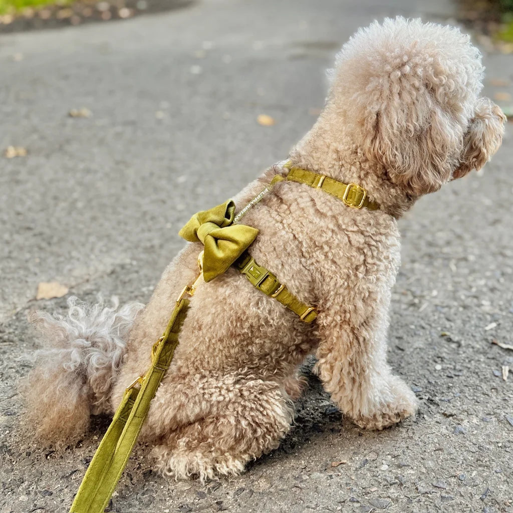 Sametový postroj typu guard pro psa s mašlí 2.0 – olivově zelený