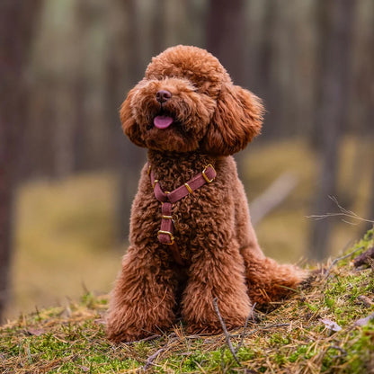Welurowe szelki guard dla psa z kokardą 2.0 - ceglasty róż