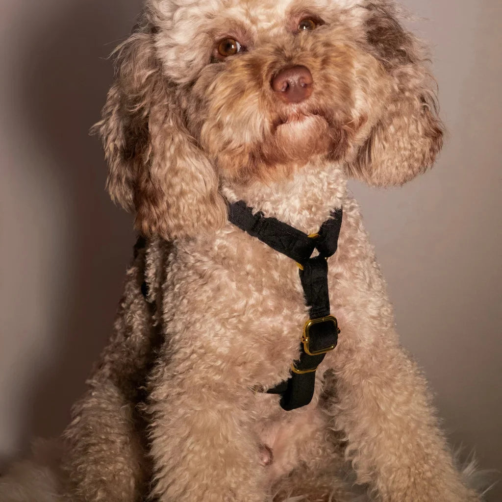 Sametový postroj typu guard pro psa 2.0 – černý