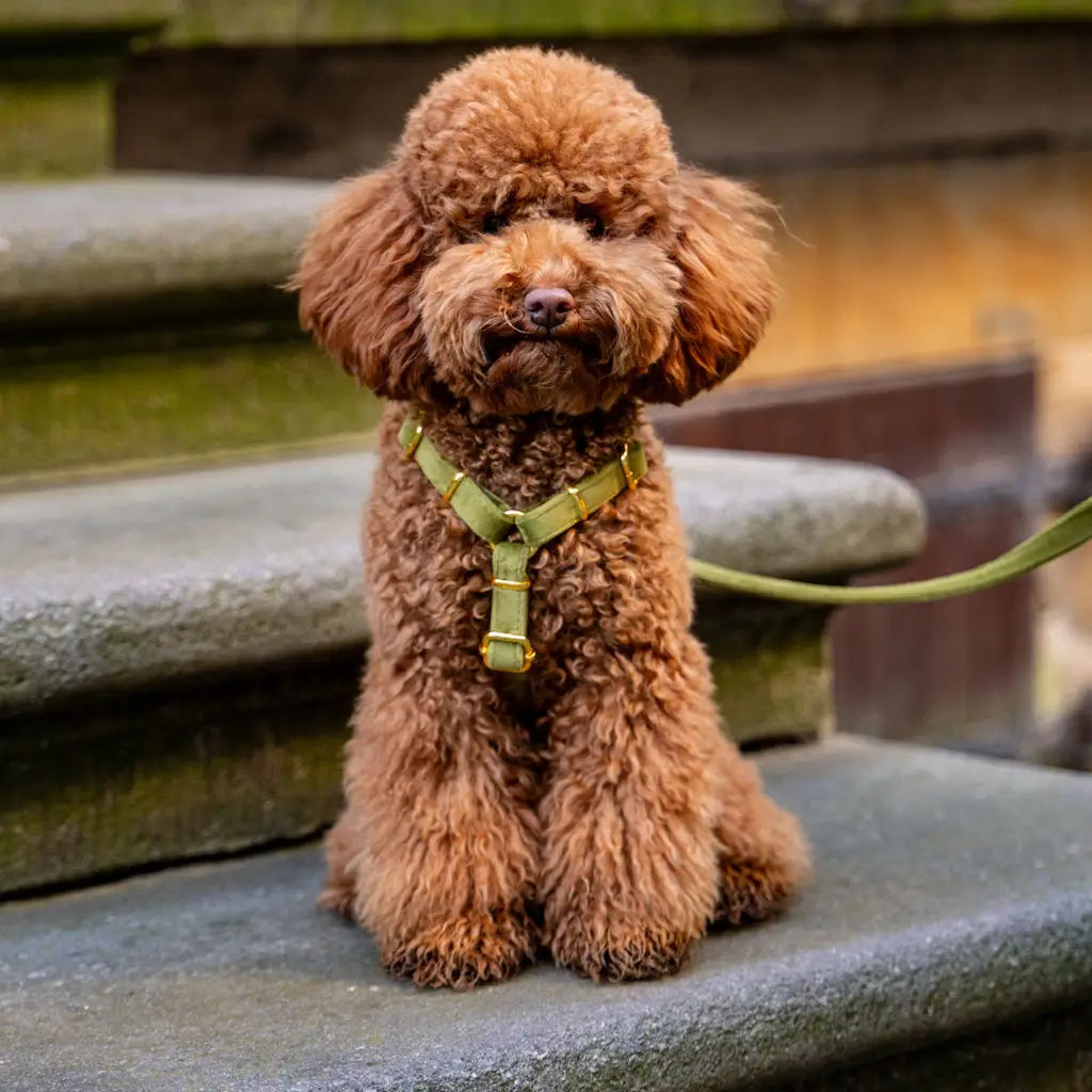 Sametový postroj typu guard pro psa 2.0 – olivově zelený