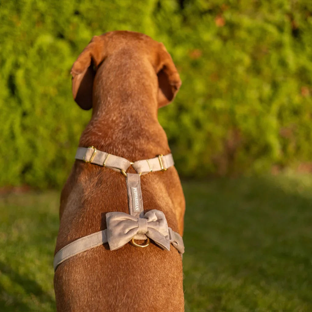 Sametový postroj typu guard pro psa s mašlí – béžový