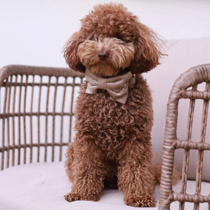 Sametový obojek s motýlkem pro psa – béžový