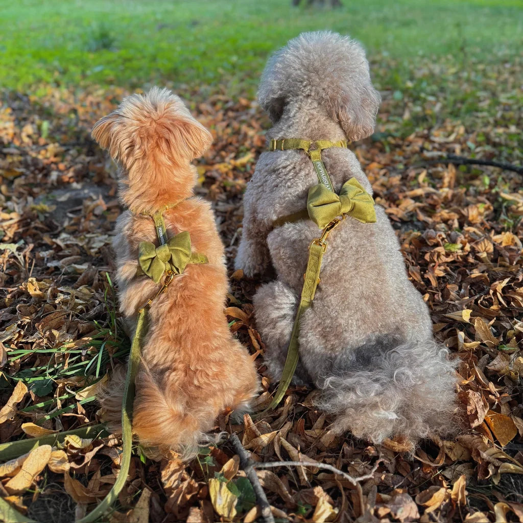 Sametový postroj typu guard pro psa s mašlí 2.0 – olivově zelený