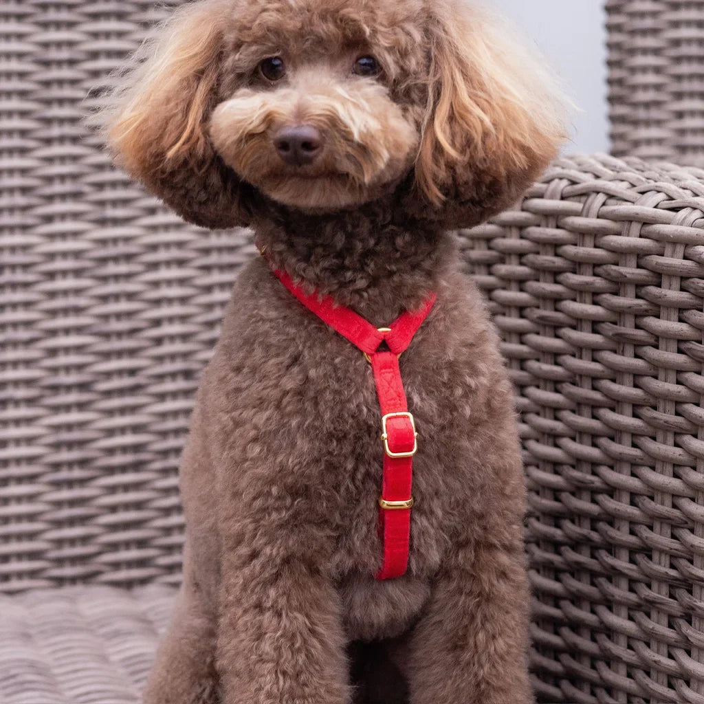 Sametový postroj typu guard pro psa s mašlí 2.0 – červený