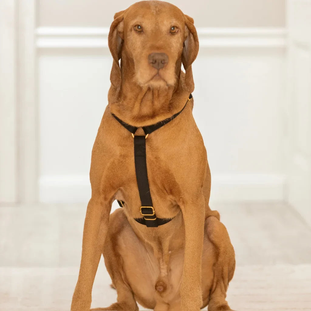 Sametový postroj typu guard pro psa 2.0 – černý