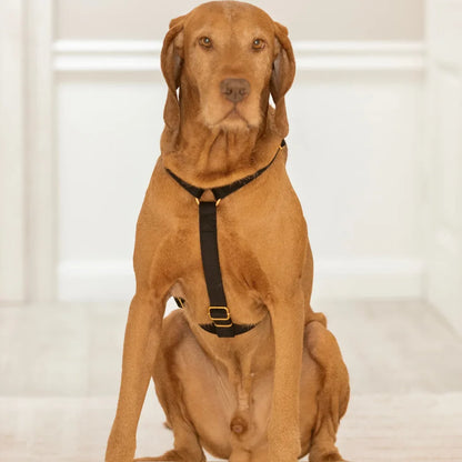 Sametový postroj typu guard pro psa 2.0 – černý