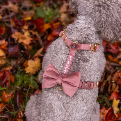 Welurowe szelki guard dla psa z kokardą 2.0 - ceglasty róż