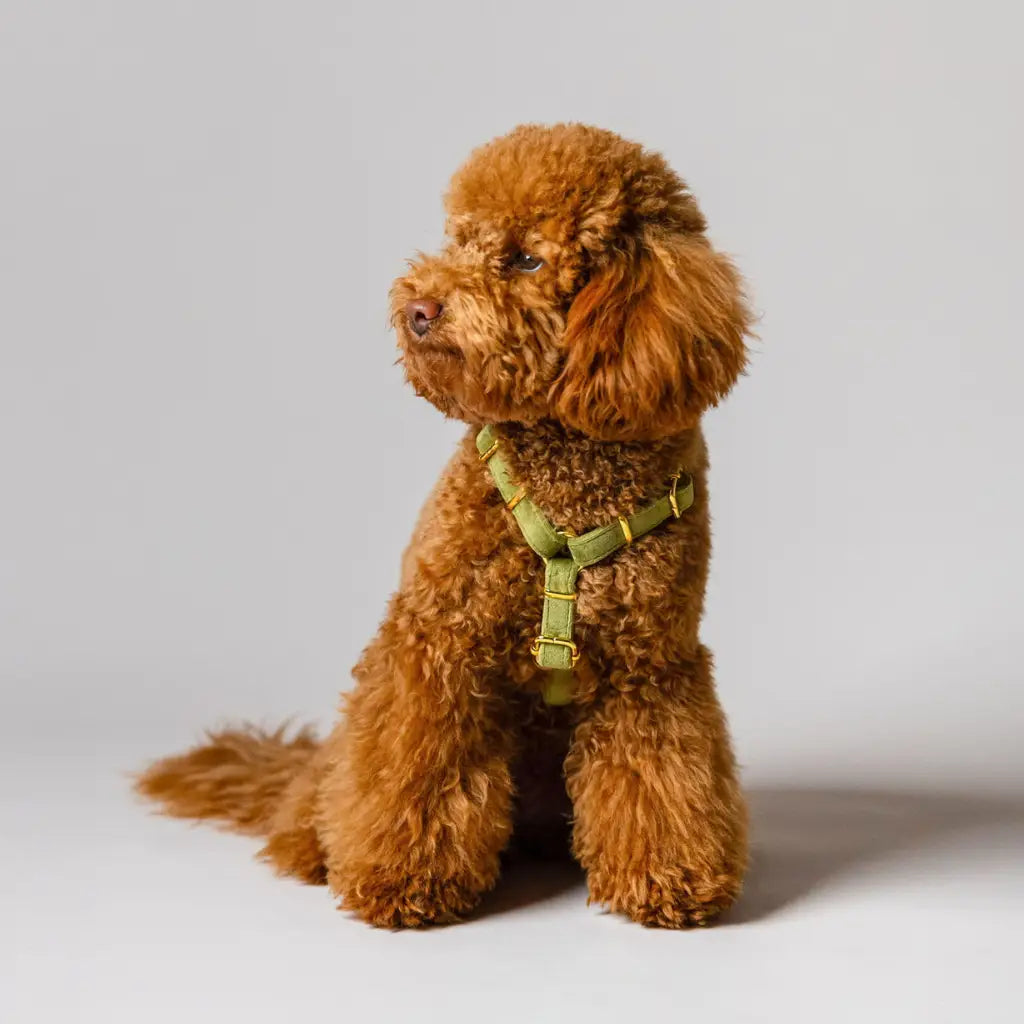 Sametový postroj typu guard pro psa 2.0 – olivově zelený