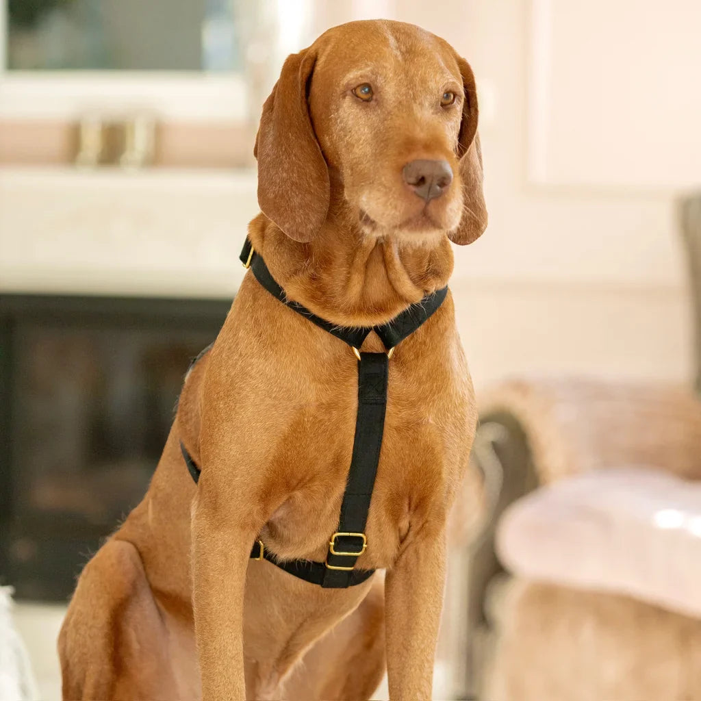 Sametový postroj typu guard pro psa 2.0 – černý