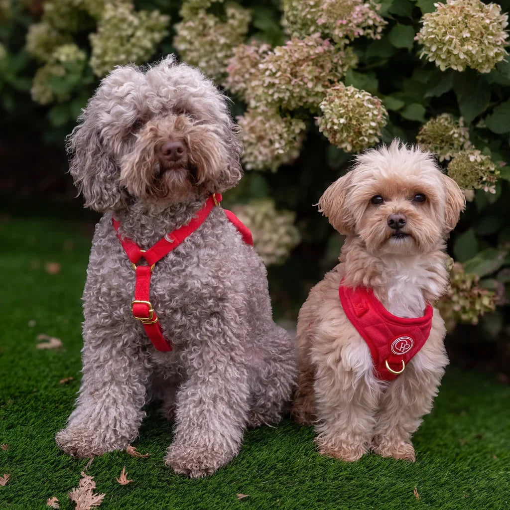 Sametový beztlakový postroj pro psa 2.0 – červený