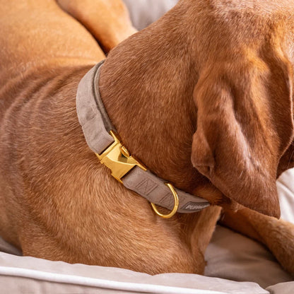 Sametový obojek s motýlkem pro psa – béžový