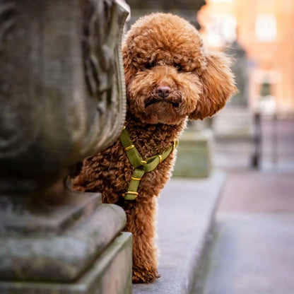 Sametový postroj typu guard pro psa 2.0 – olivově zelený